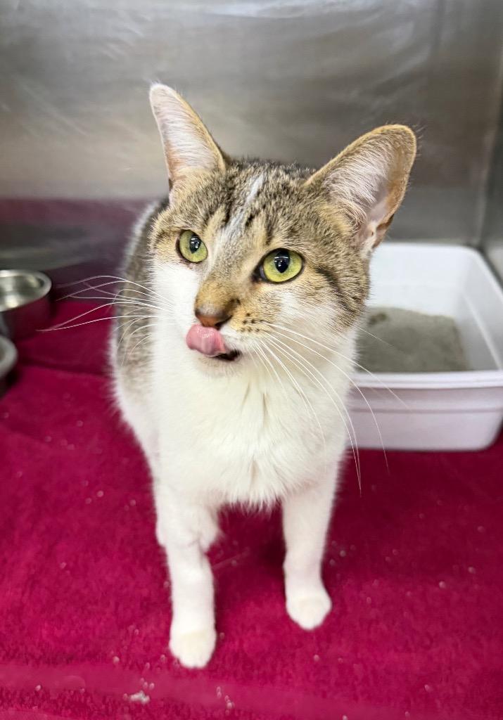 Cleo, Adoptable, Young Female Domestic Short Hair.