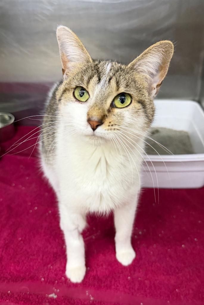 Enlarge Cleo, a Adoptable mixed breed in Lagrange, IN image 2/4