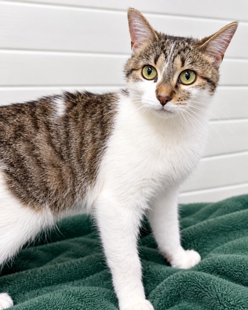 Enlarge Cleo, a Adoptable mixed breed in Lagrange, IN image 2/4