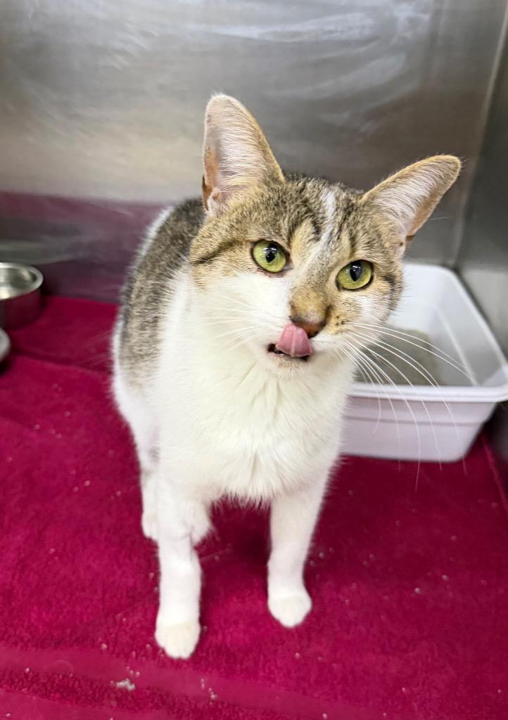 Enlarge Cleo, a Adoptable mixed breed in Lagrange, IN image 3/4