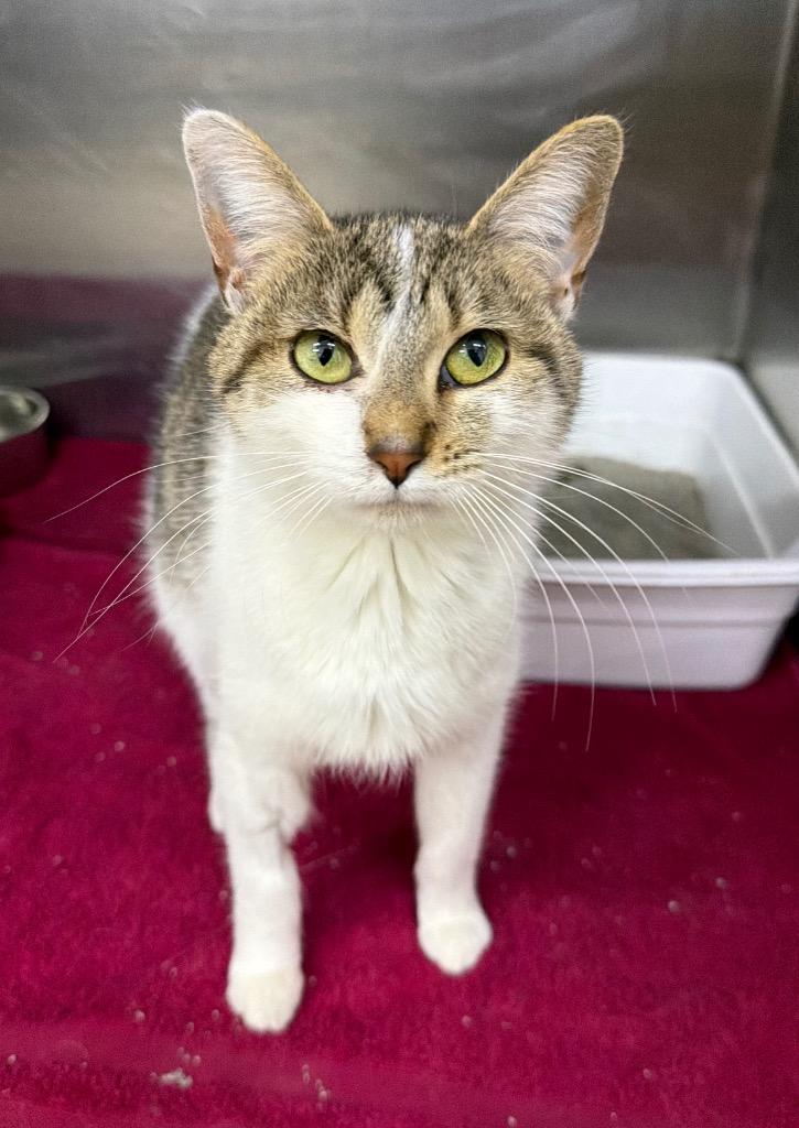 Enlarge Cleo, a Adoptable mixed breed in Lagrange, IN image 4/4