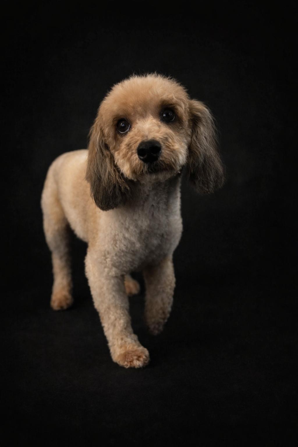Cicada, adopted, Adult Male Miniature Poodle & Havanese.