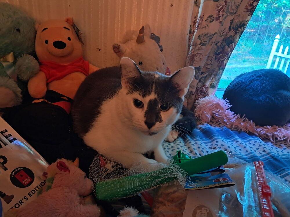 Enlarge Chip, a Adoptable Domestic Short Hair in Salisbury, NC image 1/3