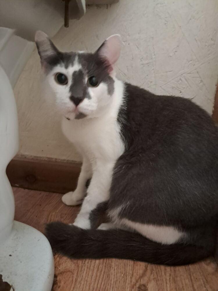 Enlarge Chip, a Adoptable Domestic Short Hair in Salisbury, NC image 2/3