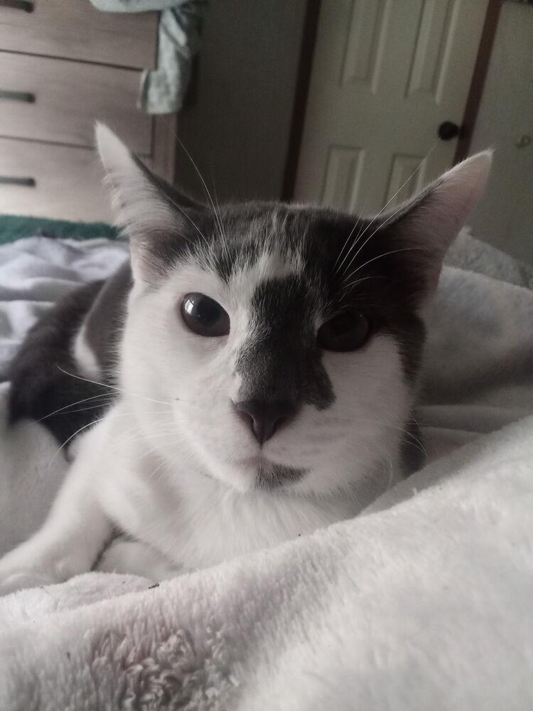 Enlarge Chip, a Adoptable Domestic Short Hair in Salisbury, NC image 3/3