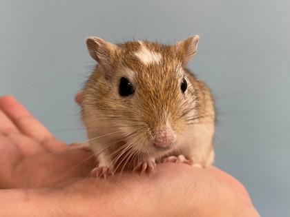 Enlarge Hazelnut, a Adoptable Gerbil in Woodbury, MN image 1/2