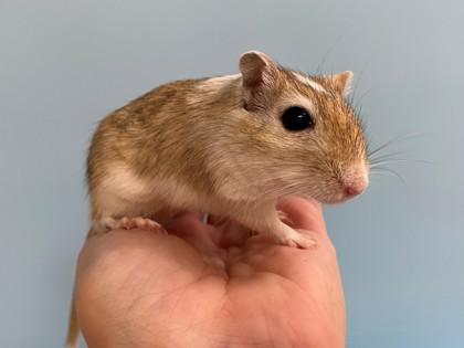 Enlarge Hazelnut, a Adoptable Gerbil in Woodbury, MN image 2/2