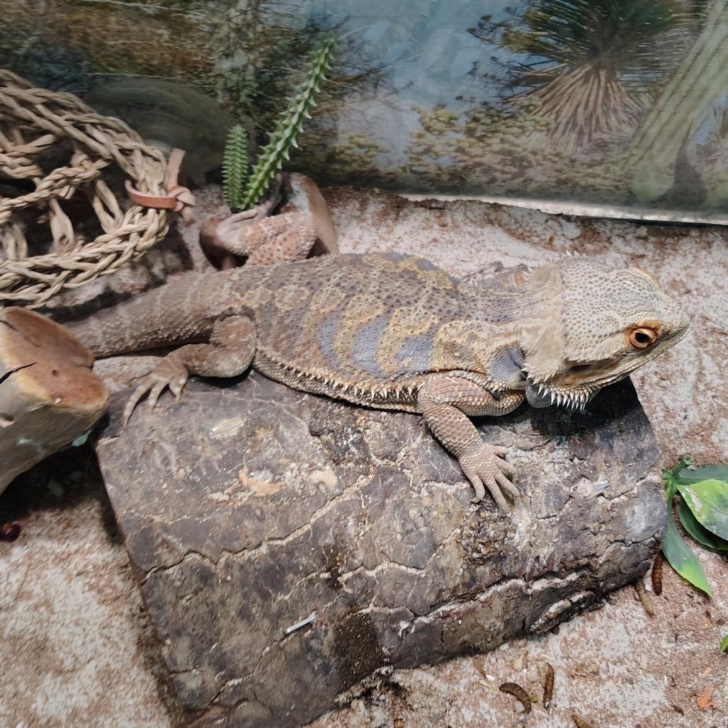 Enlarge Daenerys, a Adoptable Bearded Dragon in Wilmington, NC image 6/6
