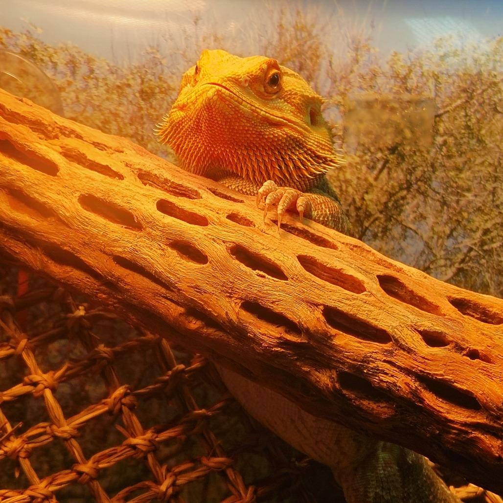 Enlarge Daenerys, a Adoptable Bearded Dragon in Wilmington, NC image 3/6
