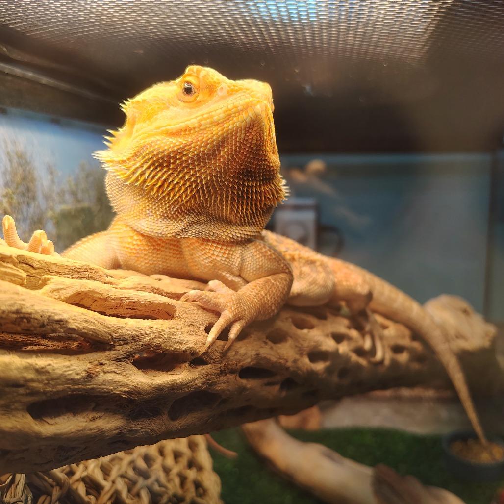 Enlarge Daenerys, a Adoptable Bearded Dragon in Wilmington, NC image 2/6