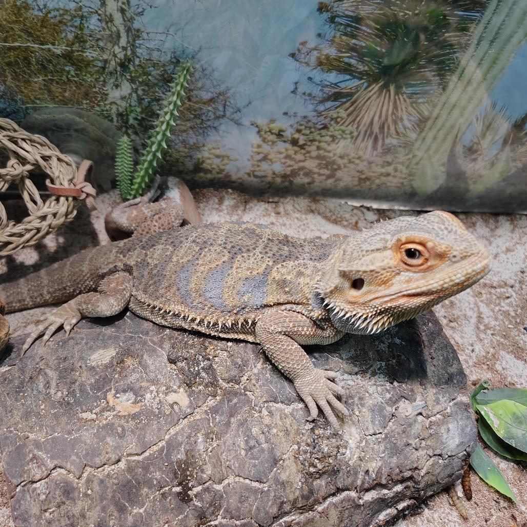 Enlarge Daenerys, a Adoptable Bearded Dragon in Wilmington, NC image 4/6