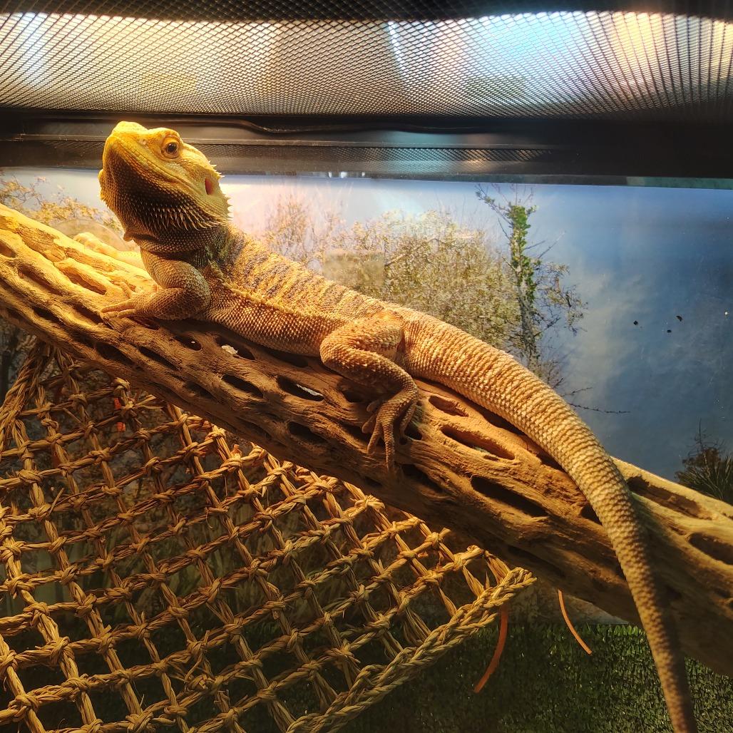 Daenerys, Adoptable, Young Unknown Bearded Dragon.