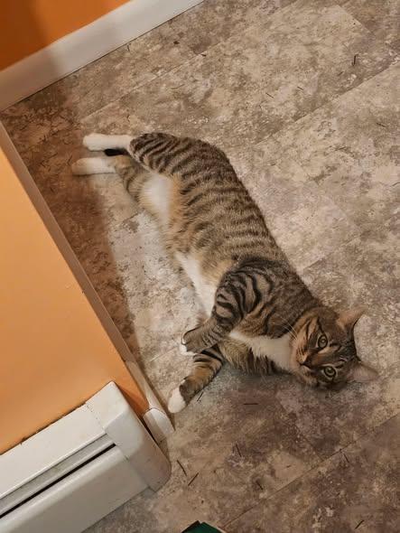 Enlarge Zeke, a Adoptable Domestic Short Hair in Reading, PA image 3/3