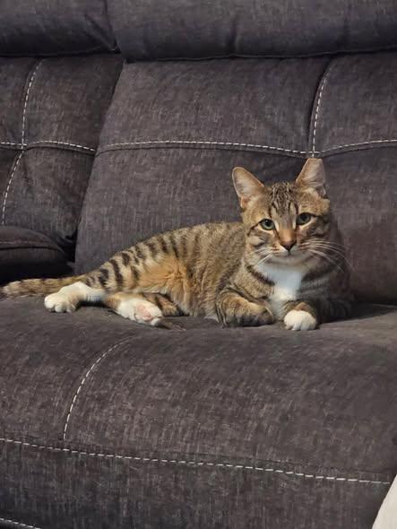 Enlarge Zeke, a Adoptable Domestic Short Hair in Reading, PA image 1/3