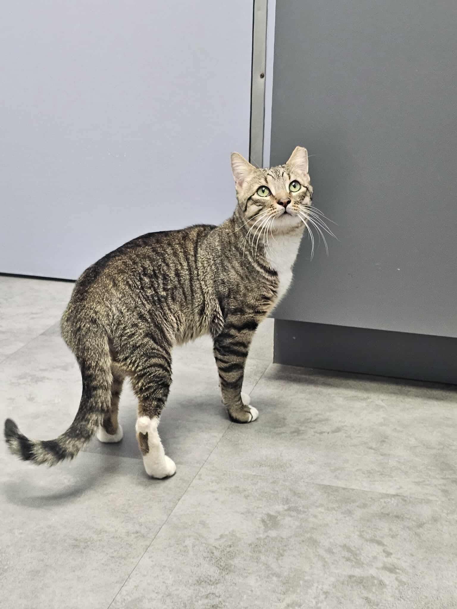 Enlarge Zeke, a Adoptable Domestic Short Hair in Reading, PA image 1/1