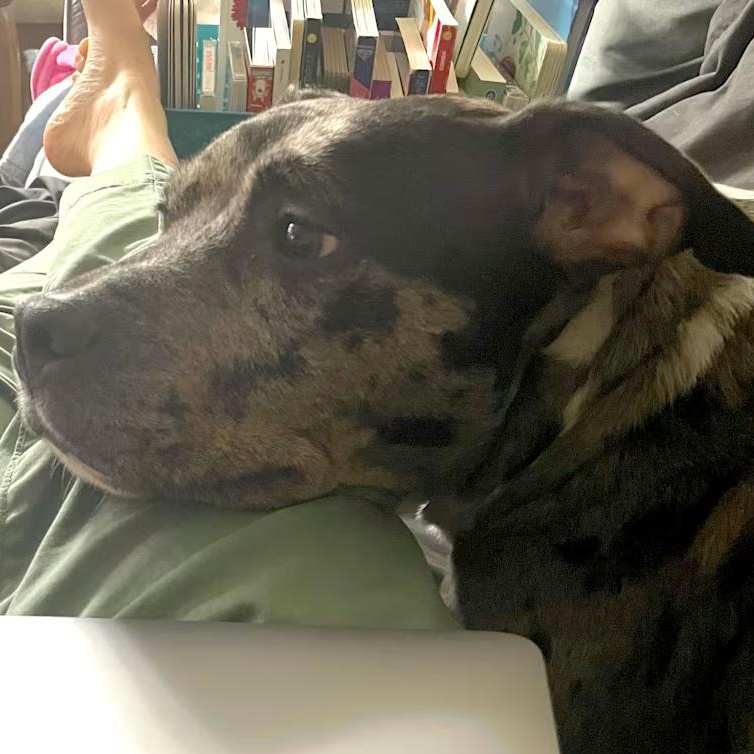 Duke (Courtesy Post), a Adoptable mixed breed in Cedar Mountain, NC image 5/5