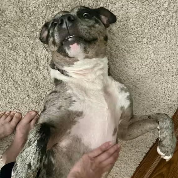 Duke (Courtesy Post)