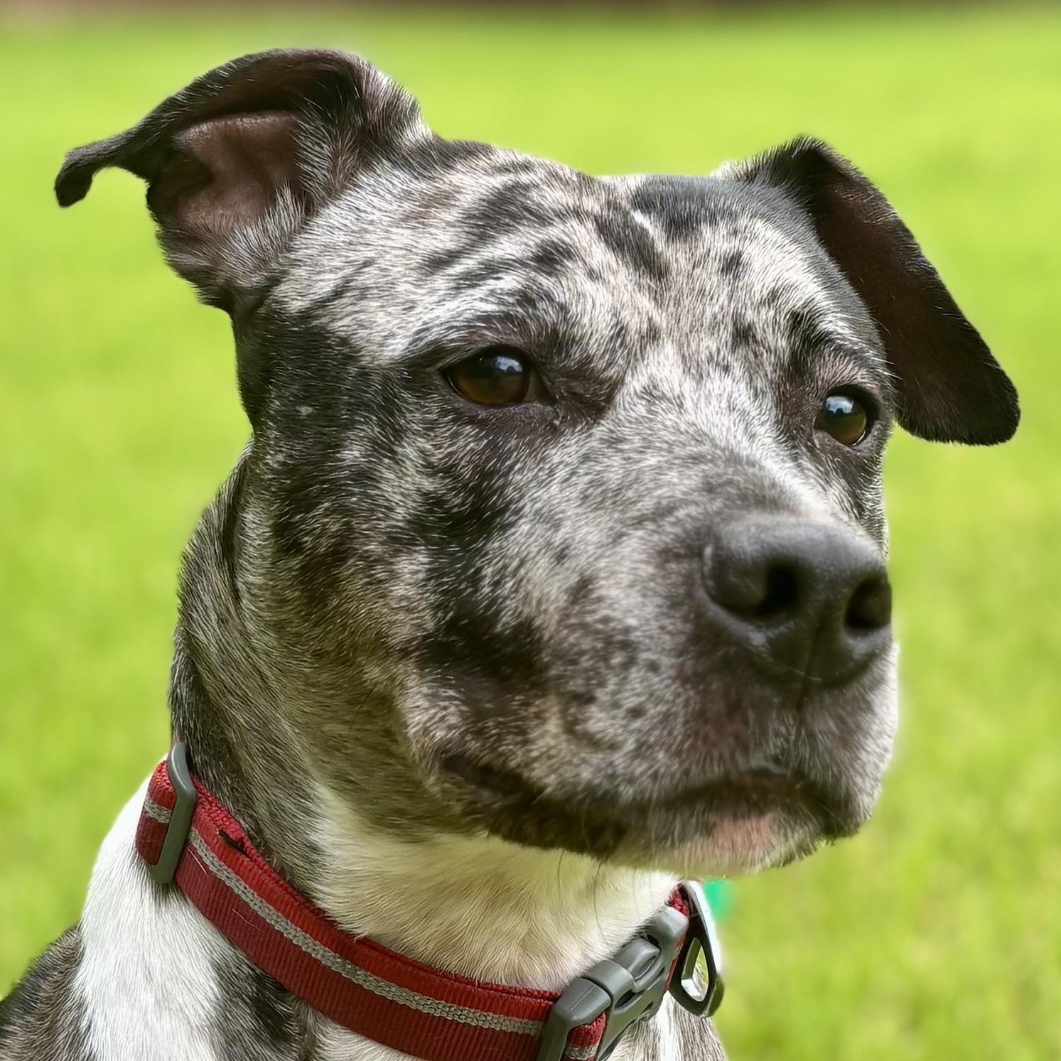 Duke (Courtesy Post), a Adoptable mixed breed in Cedar Mountain, NC image 3/5