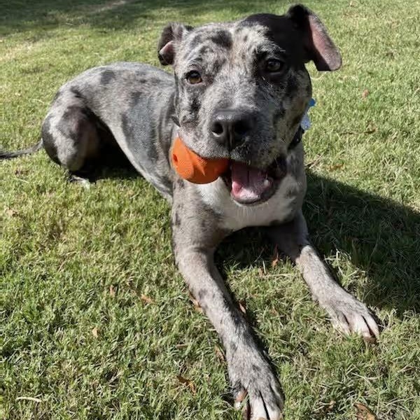 Duke (Courtesy Post), a Adoptable mixed breed in Cedar Mountain, NC image 2/5