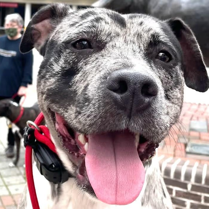 Duke (Courtesy Post), a Adoptable mixed breed in Cedar Mountain, NC image 1/5