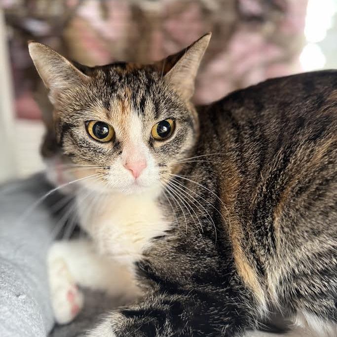 Cinnamon, Adoptable, Adult Female Domestic Short Hair.