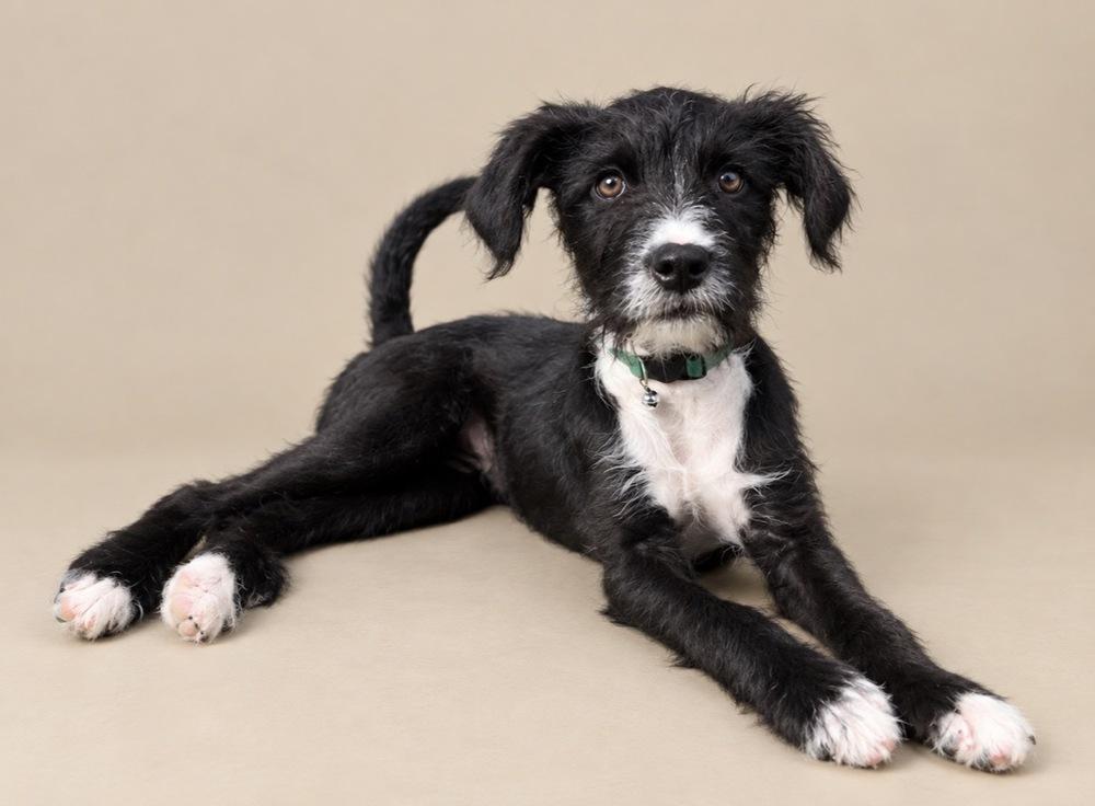Nirvana, Adoptable, Puppy Female Mixed Breed.