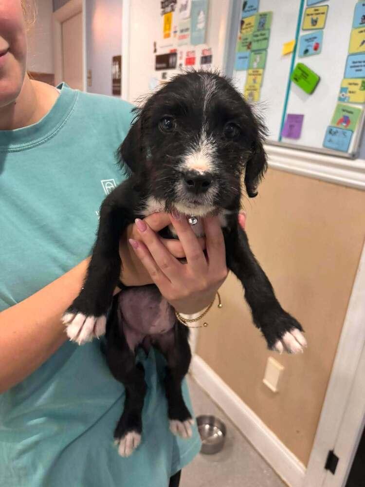 Enlarge Nirvana, a Adoptable mixed breed in Statesboro, GA image 2/2