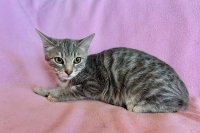Gwen, Baby Female unknown