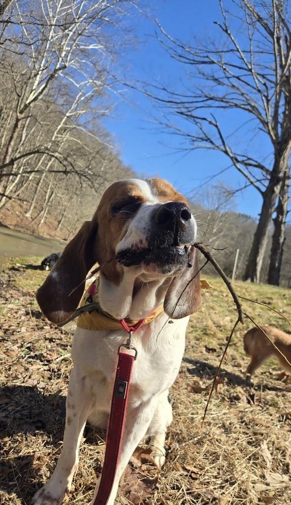 Sammy, Adoptable, Adult Male English Coonhound.