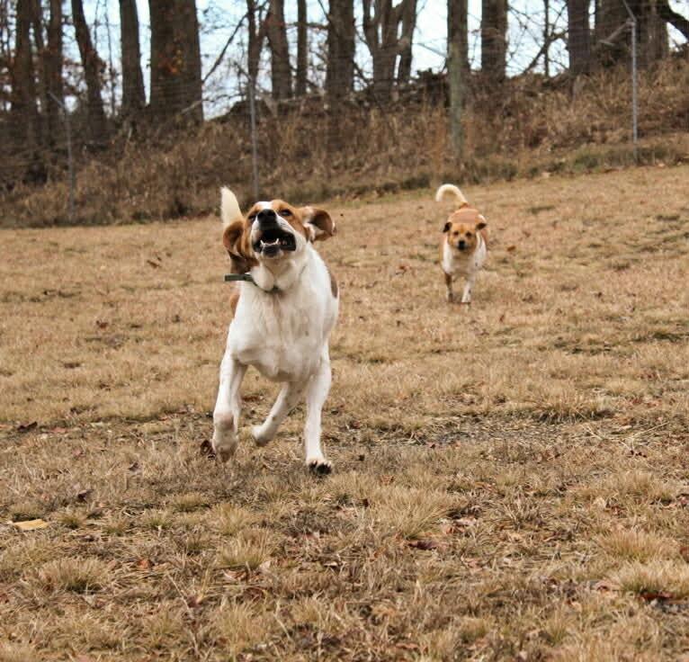 Enlarge Sammy, a Adoptable mixed breed in Irwin, PA image 1/6