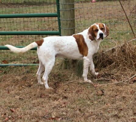 Enlarge Sammy, a Adoptable mixed breed in Irwin, PA image 2/6