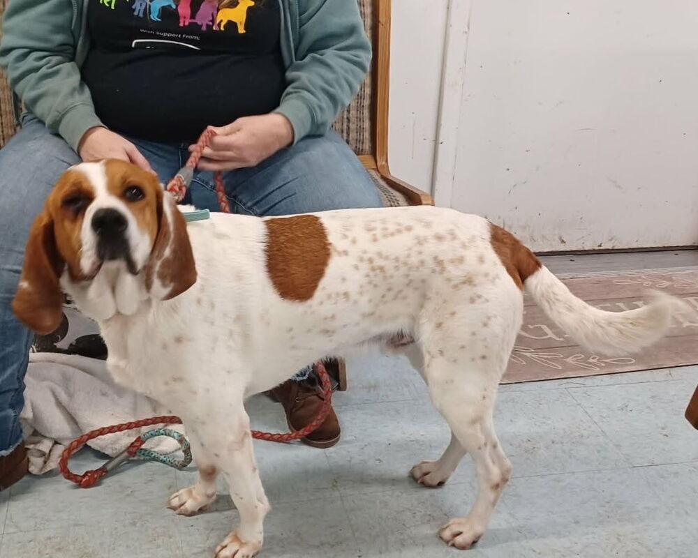 Enlarge Sammy, a Adoptable mixed breed in Irwin, PA image 5/6