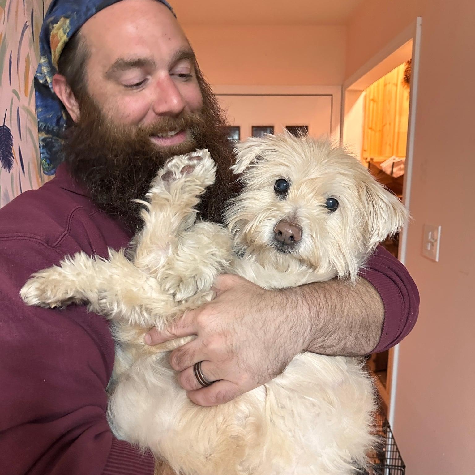 Enlarge Misty, a Adoptable Wheaten Terrier in Homer Glen, IL image 4/5