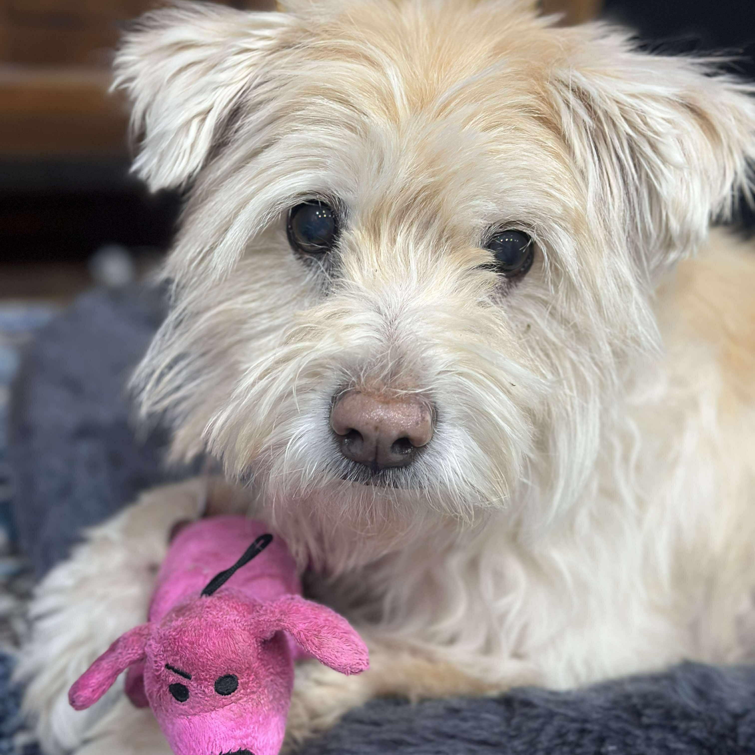 Misty, Adoptable, Senior Female Wheaten Terrier.
