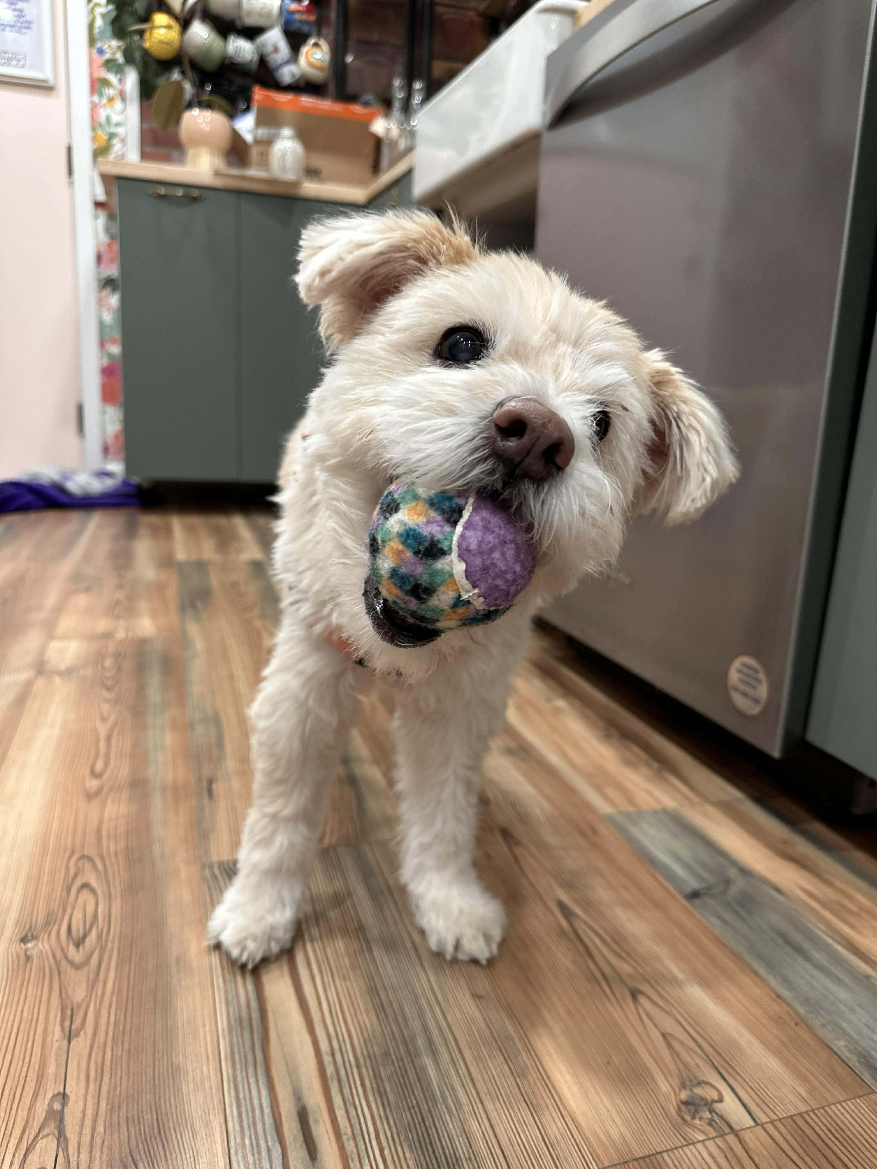 Enlarge Misty, a Adoptable Wheaten Terrier in Homer Glen, IL image 3/5