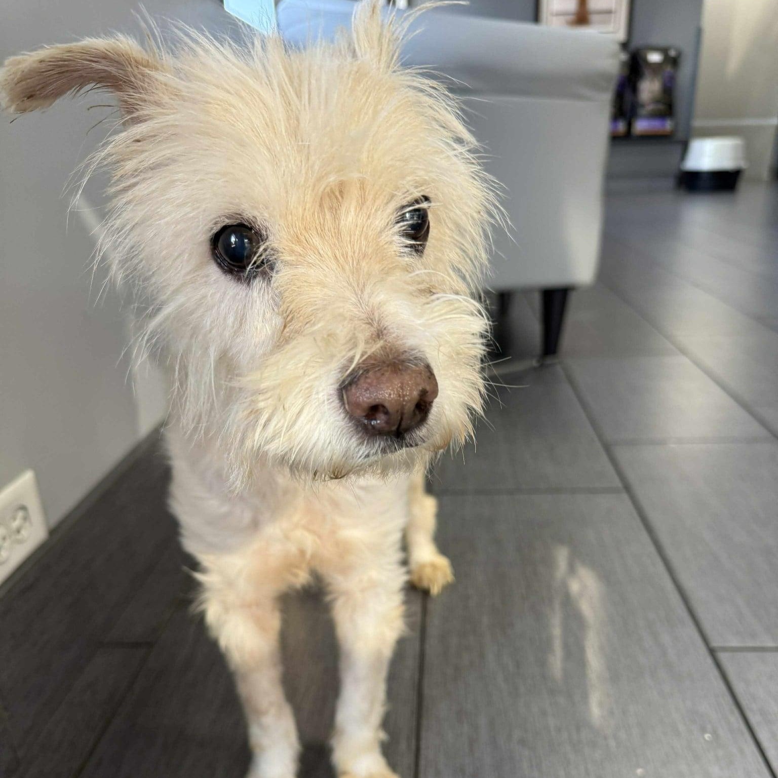 Enlarge Misty, a Adoptable Wheaten Terrier in Homer Glen, IL image 5/5