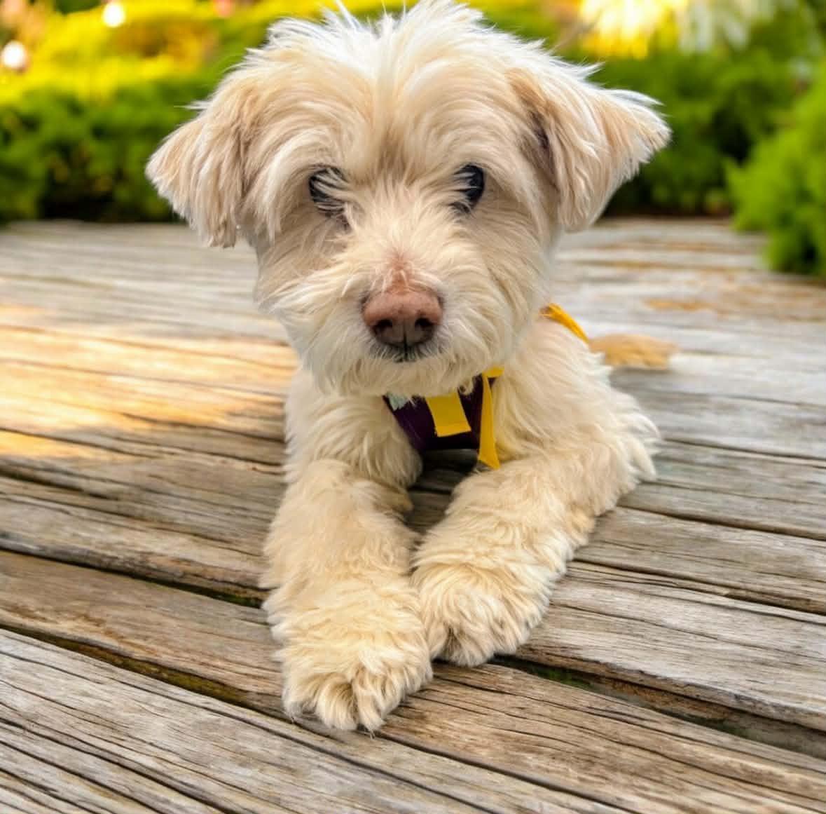 Enlarge Misty, a Adoptable mixed breed in Homer Glen, IL image 1/6