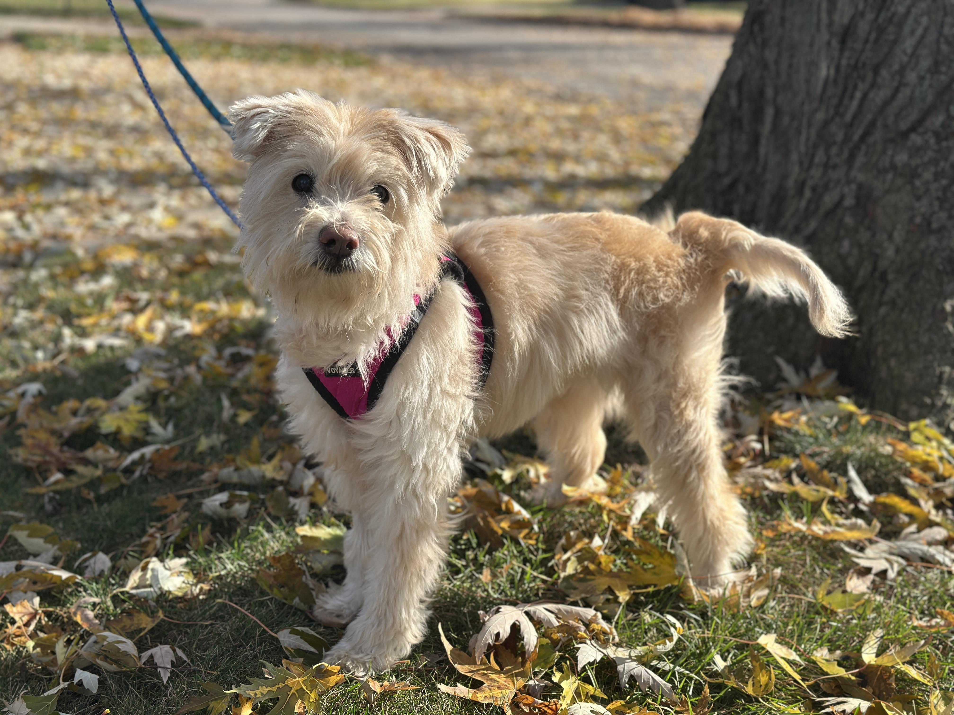 Enlarge Misty, a Adoptable Wheaten Terrier in Homer Glen, IL image 2/5