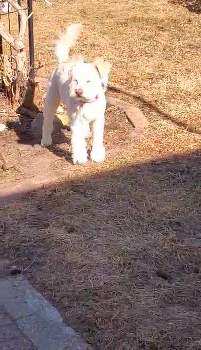 Enlarge Misty, a Adoptable mixed breed in Homer Glen, IL video 6/6