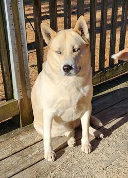Enlarge Ivy, a ADOPTABLE mixed breed in Raleigh, NC image 1/4
