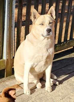 Enlarge Ivy, a ADOPTABLE mixed breed in Raleigh, NC image 4/4