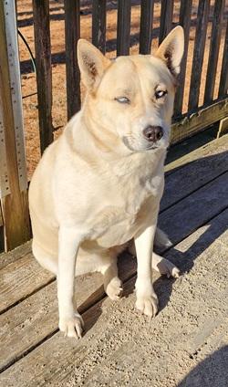 Enlarge Ivy, a ADOPTABLE mixed breed in Raleigh, NC image 2/4