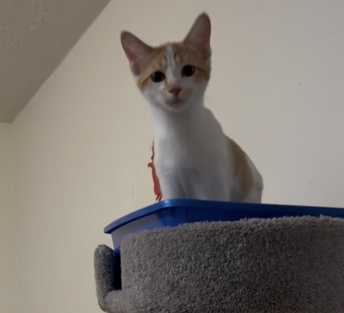 Enlarge Clementine, a Adoptable mixed breed in Springfield, MO image 1/1