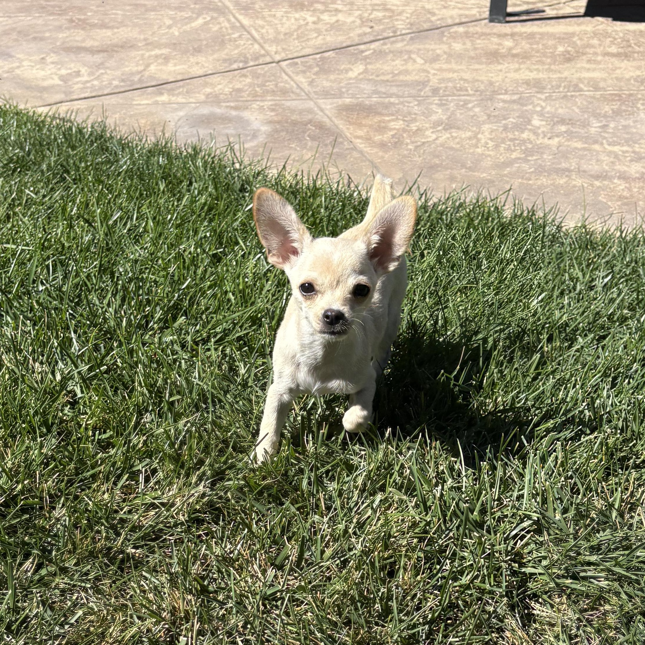 Enlarge BITSY, an adopted Chihuahua in Morgan Hill, CA image 3/5