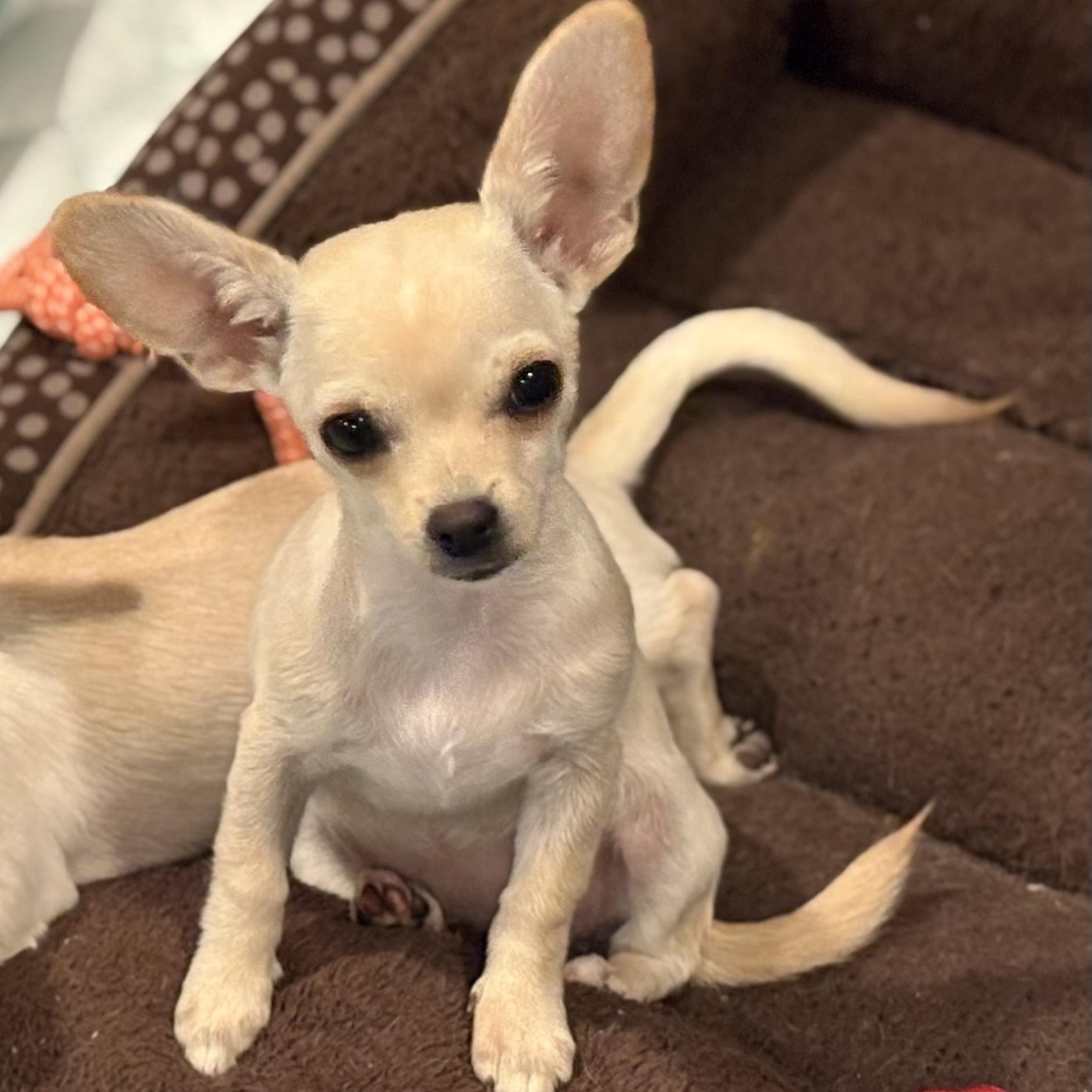 Enlarge BITSY, an adopted Chihuahua in Morgan Hill, CA image 4/5