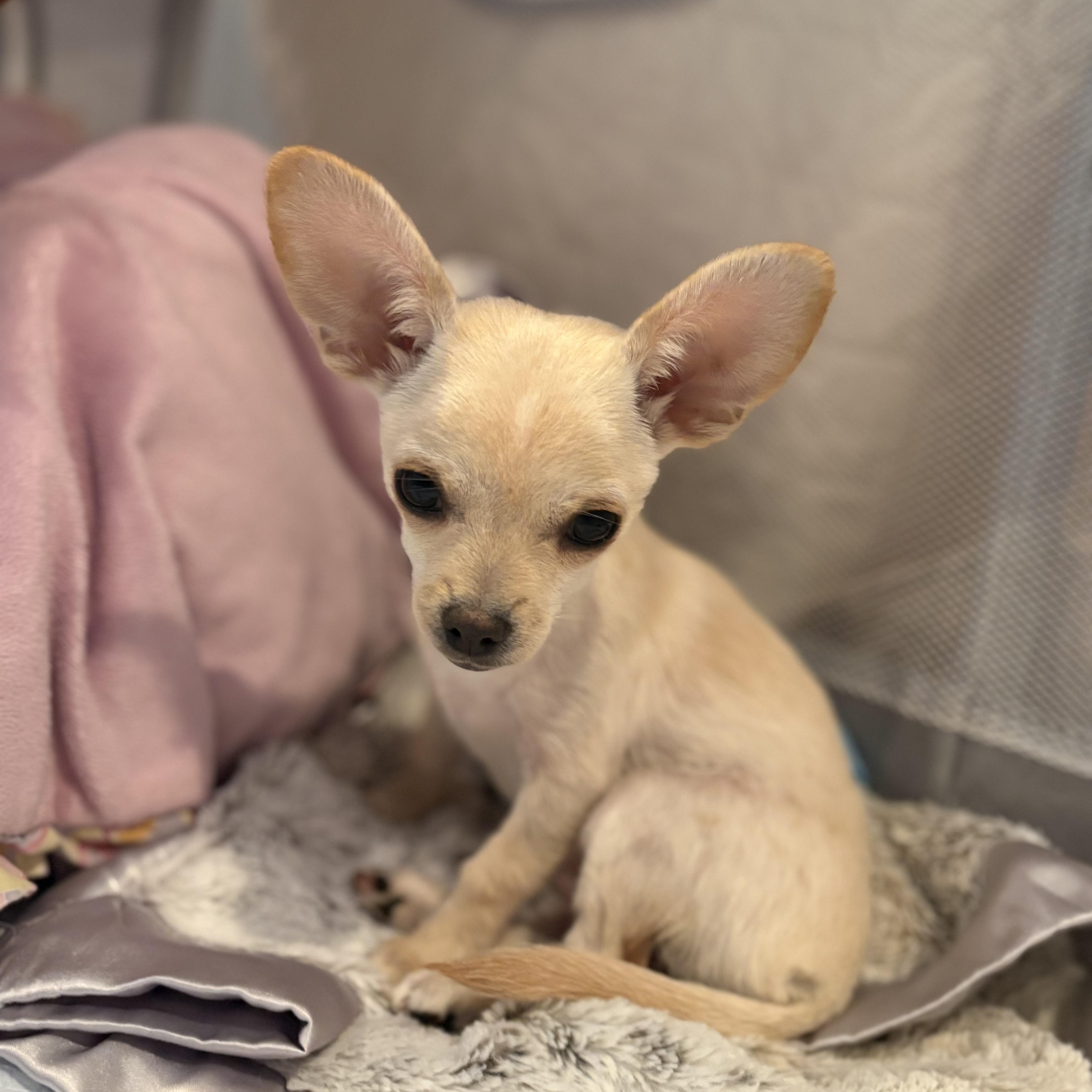 Enlarge BITSY, an adopted Chihuahua in Morgan Hill, CA image 2/5