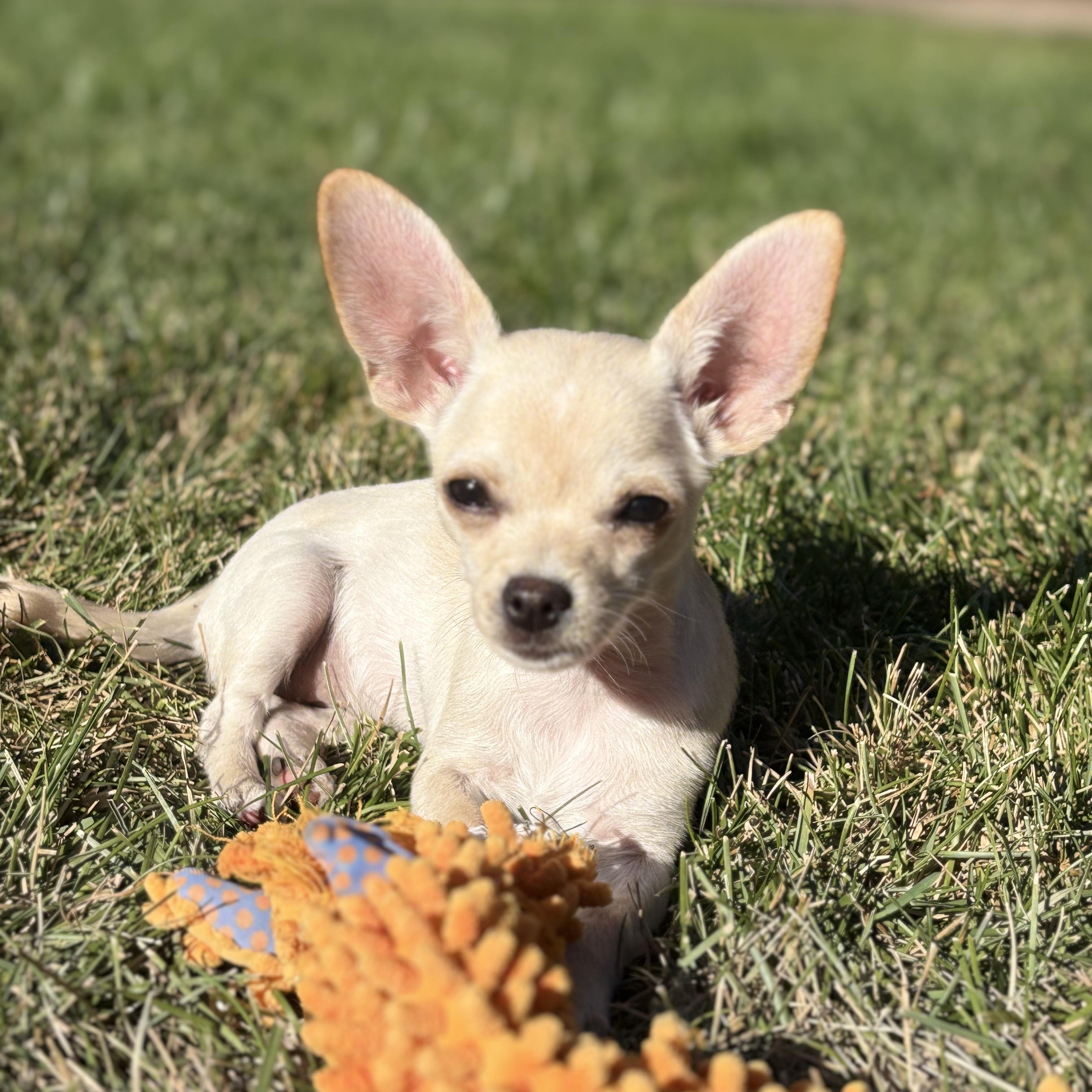 BITSY, adopted, Young Female Chihuahua.