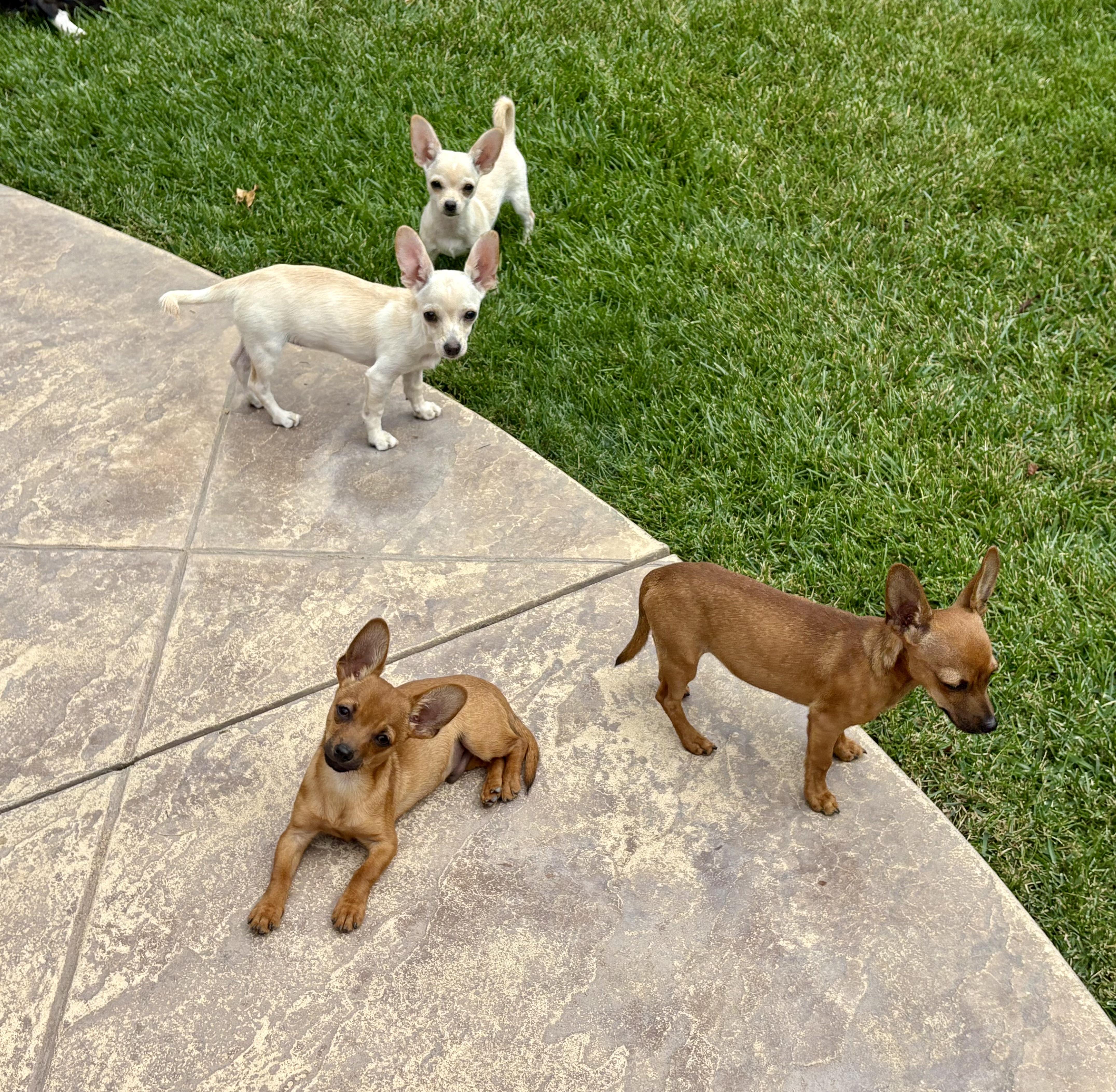 Enlarge BITSY, an adopted Chihuahua in Morgan Hill, CA image 5/5