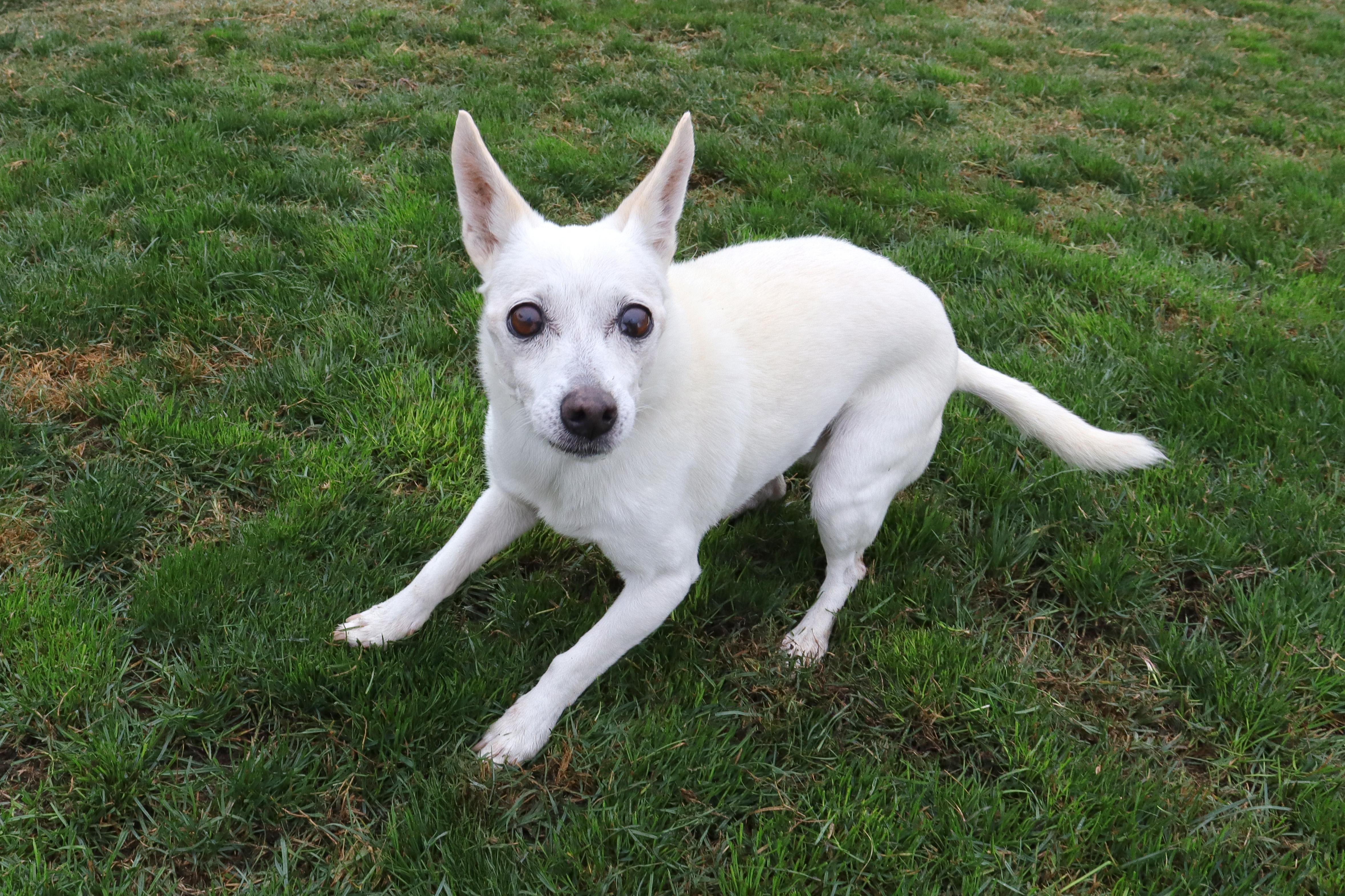 Enlarge Agnes, a Adoptable mixed breed in Clovis, CA image 4/4