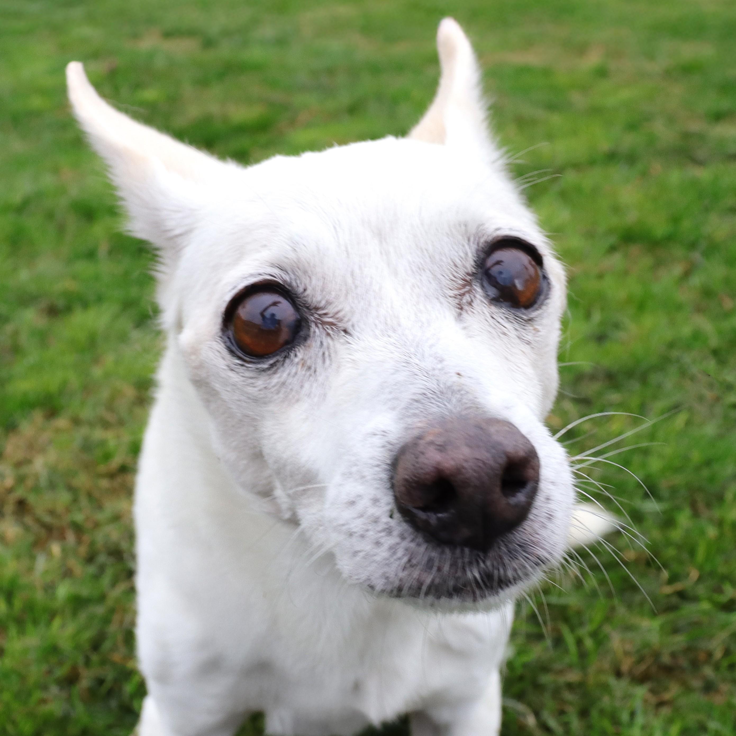Enlarge Agnes, a Adoptable mixed breed in Clovis, CA image 1/4